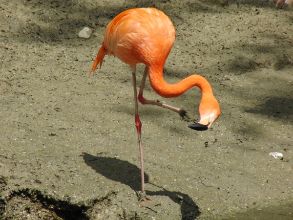 Flamingo beim Nachdenken