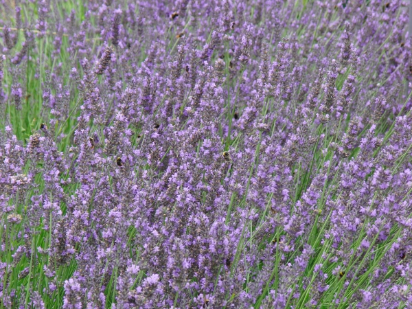 Im Lavendel 1