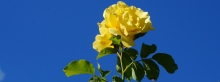 Gelbe Rose Wallpaper 3840X1440 