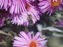 Biene auf dem Weg zur Herbstaster